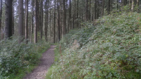 forest pathway with bushes blowing gently in the breeze and slow pan up towards treetops