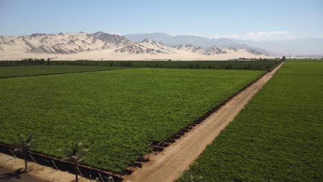 aerial - flying above a beautiful vineyard and road, ica, peru, wide forward shot