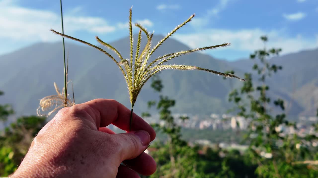 Hand Holding Grama Grass Close-up with Mountain View