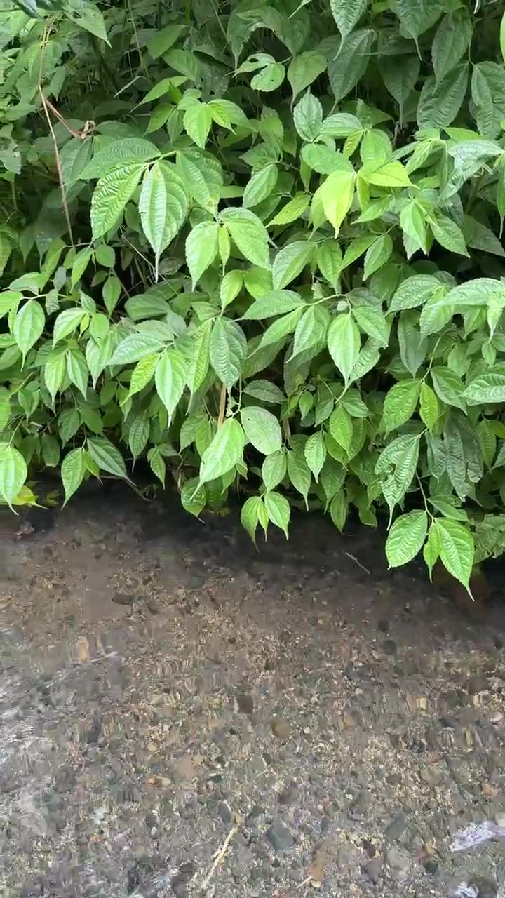 Ruscello limpido che scorre attraverso una lussureggiante vegetazione verde nella natura