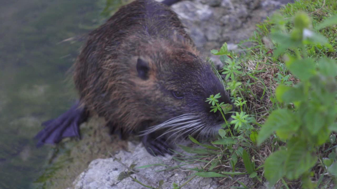 un coipo olfateando la hierba a orillas de un río