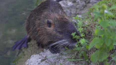 Ein-Nutria,-Der-Die-Gräser-Am-Ufer-Eines-Flusses-Schnüffelt