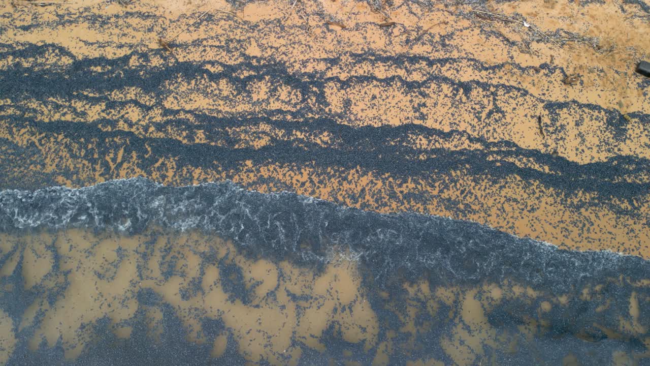 Numerous velella velella, also known as by the wind sailors, cover a sandy beach, creating a striking visual of the impact of climate change and currents on marine life