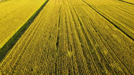 Luftaufnahmen-Von-Spektakulären-Riesigen-üppigen-Grünen-Reisfeldern-Und-Der-Landschaft-Des-Mutterlandes,-Gepflegten-Und-Schönen-Ernten