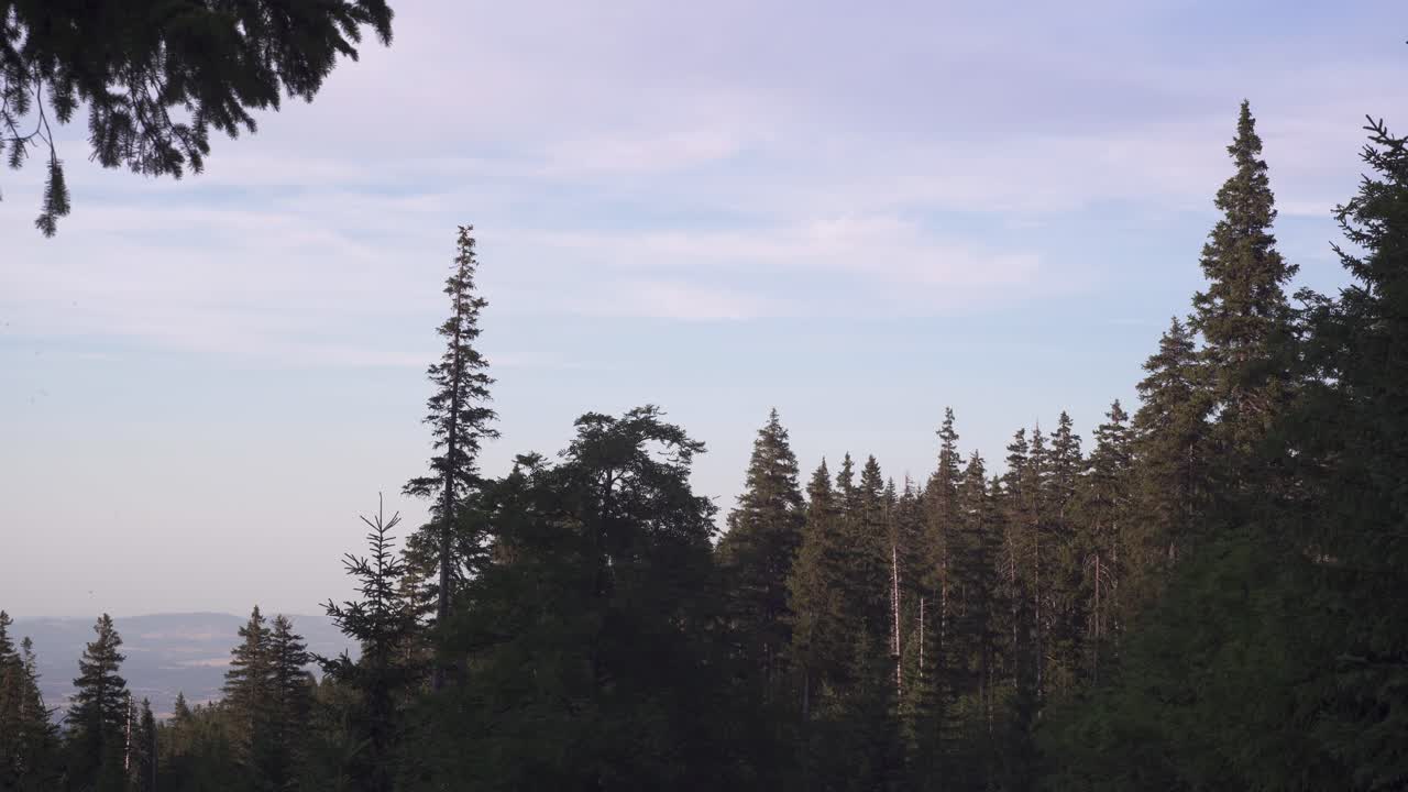 Pines in forest in Poland during sunset