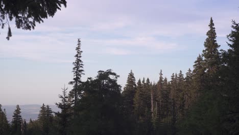pines in forest in poland during sunset