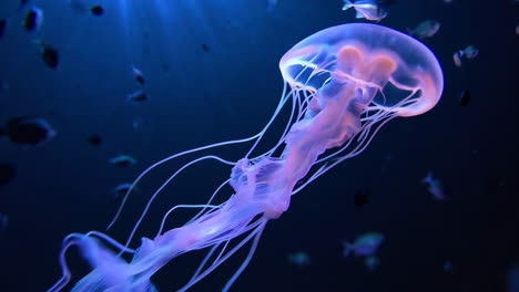 glowing jellyfish in dark blue water