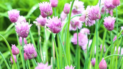 fresh garden chives ready for the chef