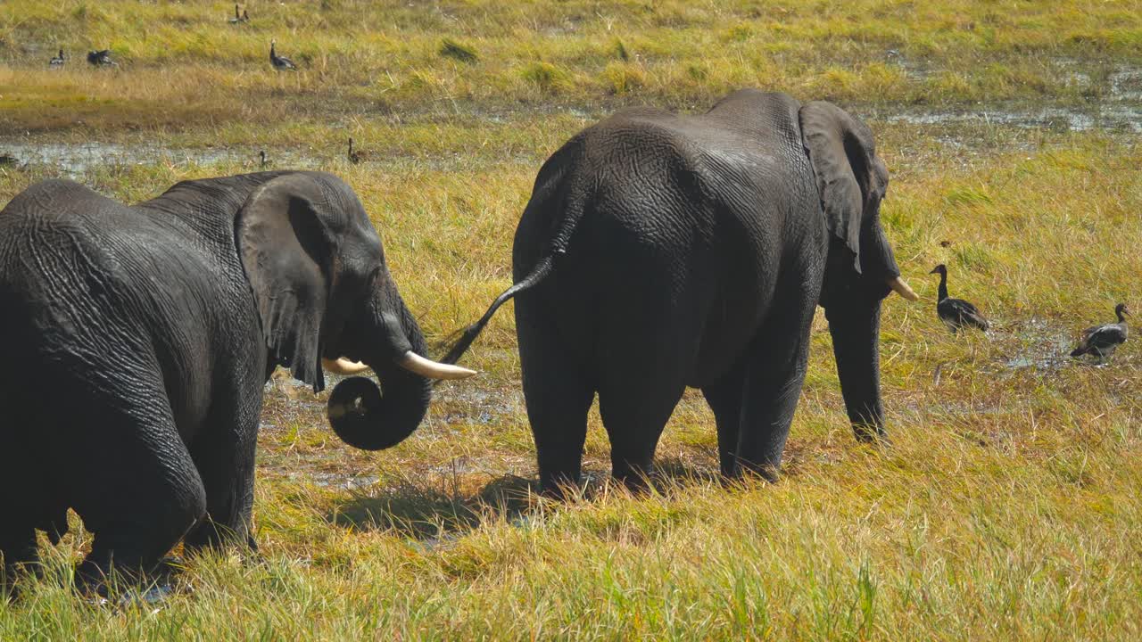 Two African elephants walk, swing trunks with green grass and eat, Chobe river, Botswana