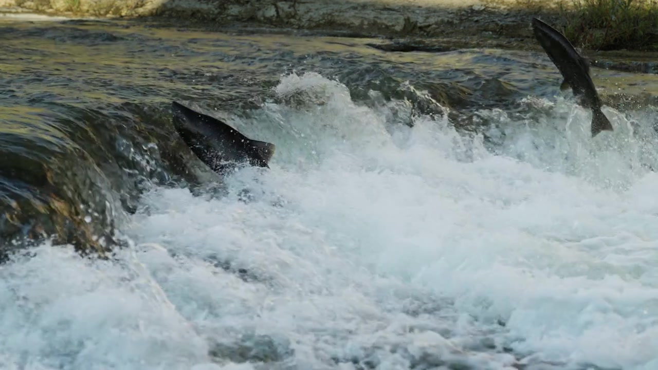 Two salmon leap together out of the churning rapids in an attempt to clear a shallow concrete barrier. The active autumn migration fills the rocky river with motion.