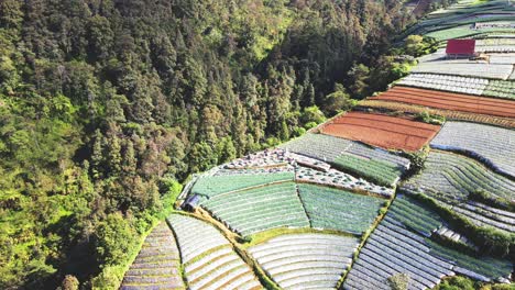 Toma-De-Drones-De-La-Actividad-De-Los-Agricultores-En-El-Campo-Agrícola