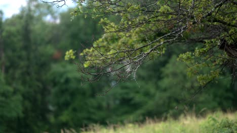 Static-slow-motion-shot-captures-raindrops-falling-from-tree-branches