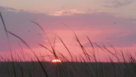 sunset sunrise in south florida everglades with sawgrass in foreground and birds flying in distance