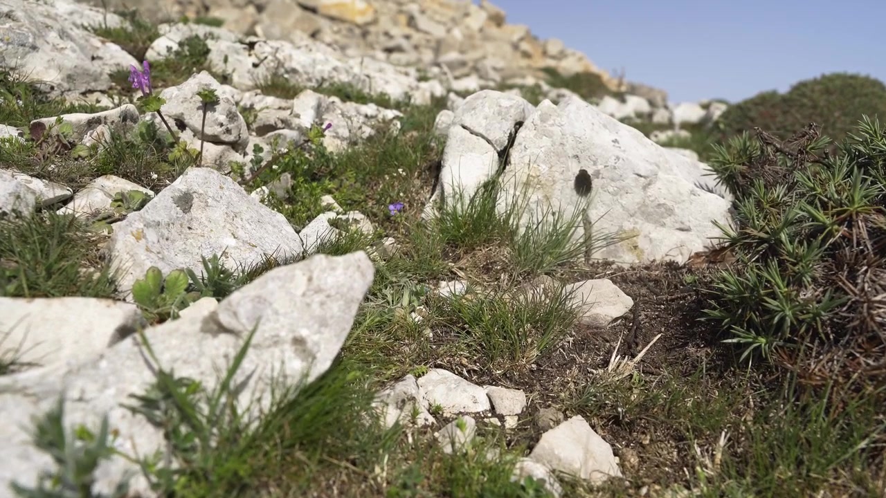 Paesaggio montano roccioso con fiori selvatici ed erba verde