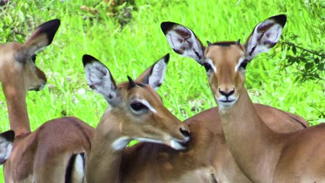 two young male and one female impalas watching attentively