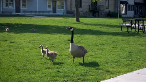 geese and goslings walking on the grass in michigan