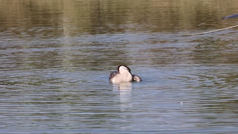 swan gliding and preening on tranquil water