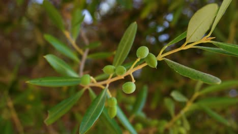 Manojo-De-Aceitunas-Pequeñas-Jóvenes-En-Una-Rama-Que-Se-Balancea-En-El-Viento,-Tiro-De-ángulo-Bajo-Con-El-Cielo-Azul-En-El-Fondo-Detrás-De-Un-Denso-Follaje