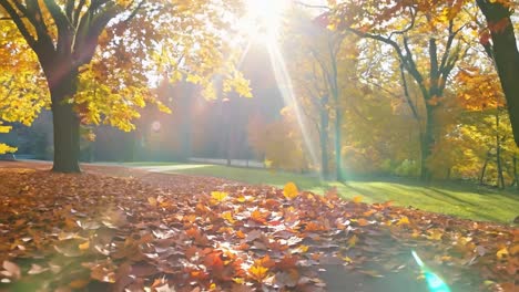 beautiful autumn forest with sun rays