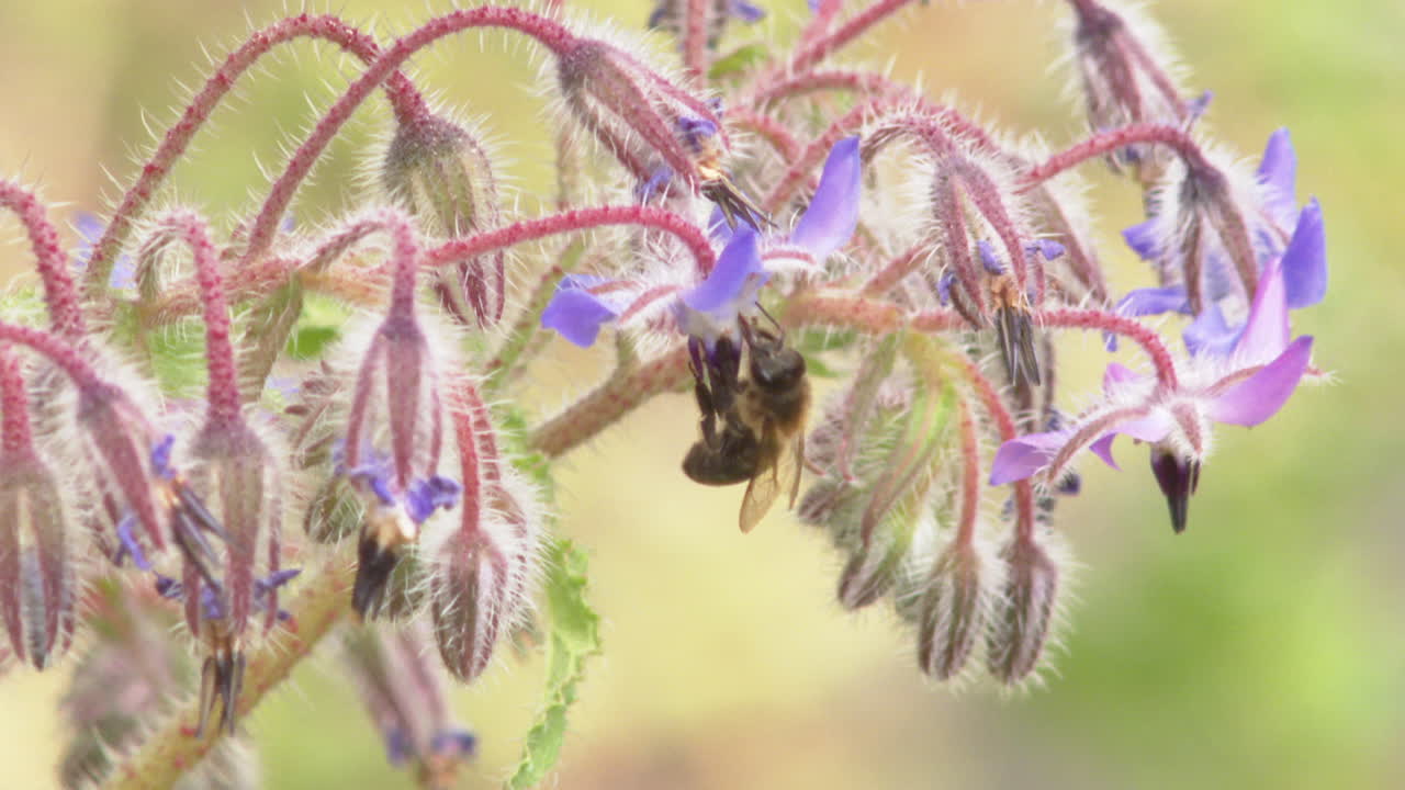 Bee on Borage Flower