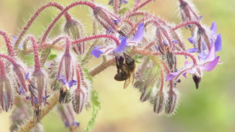 bee on borage flower