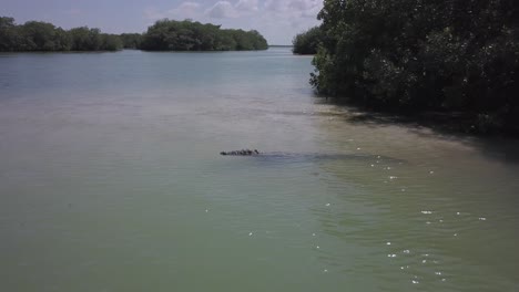 large crocodile in brackish lagoon water waits for food to drift past