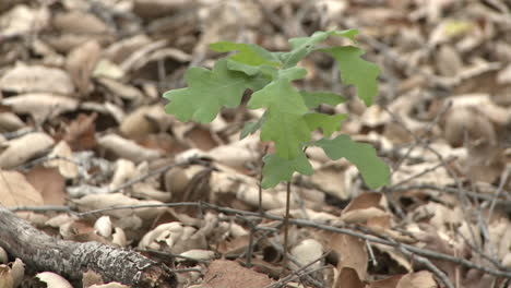 Valley-Oak-or-Quercus-lobata-sapling-emerging-from-oak-mulch-in-Ojai-California