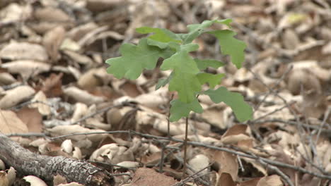 valley oak or quercus lobata sapling emerging from oak mulch in ojai california