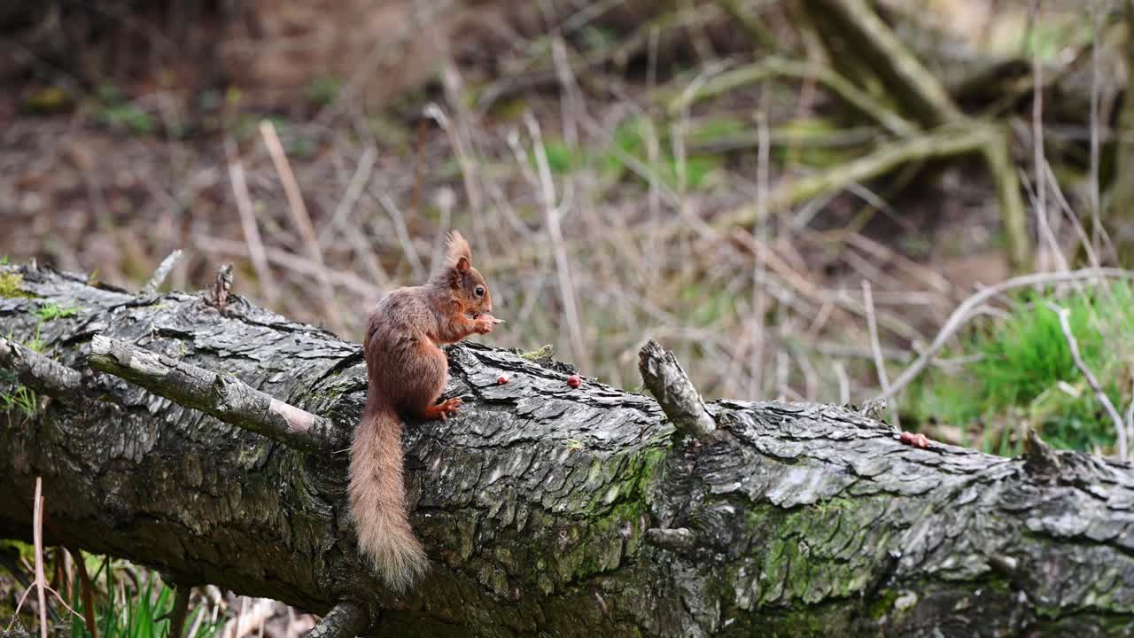 linda ardilla roja joven comiendo nueces en un árbol caído en el bosque