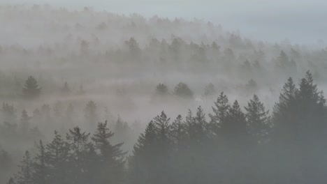 misty forest landscape