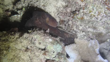 Big-Blue-Octopus-trying-to-hide-and-escape-during-a-night-dive-in-Hawaii