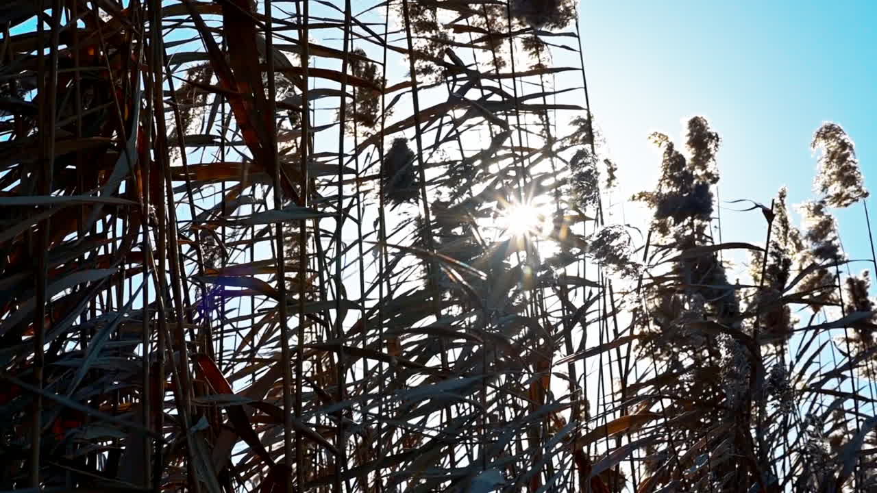 Bright sunlight filters through tall grasses, creating a peaceful ambiance on a clear day. The scene captures the beauty of nature and the tranquility of the outdoors