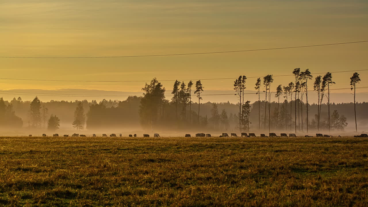 Time-lapse av en grupp kor som betar.