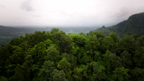 fly over dense thicket forest over sidemen village in bali, indonesia