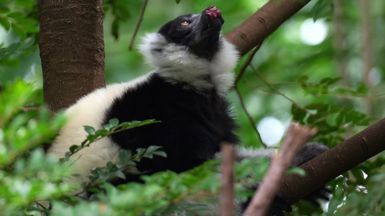 Um Lêmure-vari (Varecia variegata) descansa em uma árvore, cuidando da sua pelagem lambendo-a, em close-up.