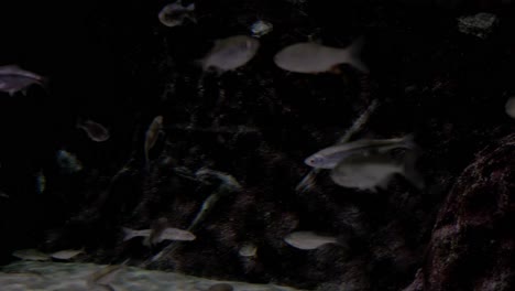 silvery coral reef fish in a marine aquarium.