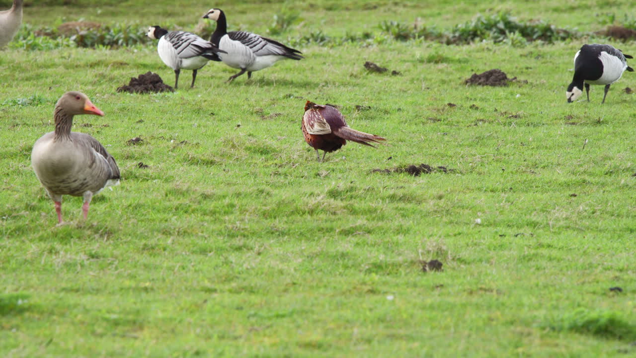 Pheasant, geese and other birds pecking and grazing in grassy meadow