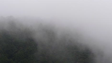 heavy mist passing over trees in the mountains