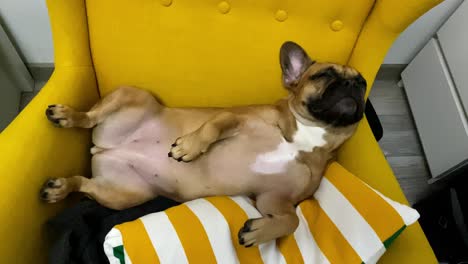 french bulldog lies on an armchair on the back, funny position of a dog on a yellow chair, dog lies on cushions on the chair