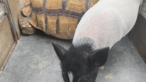 piglet and tortoise in enclosure