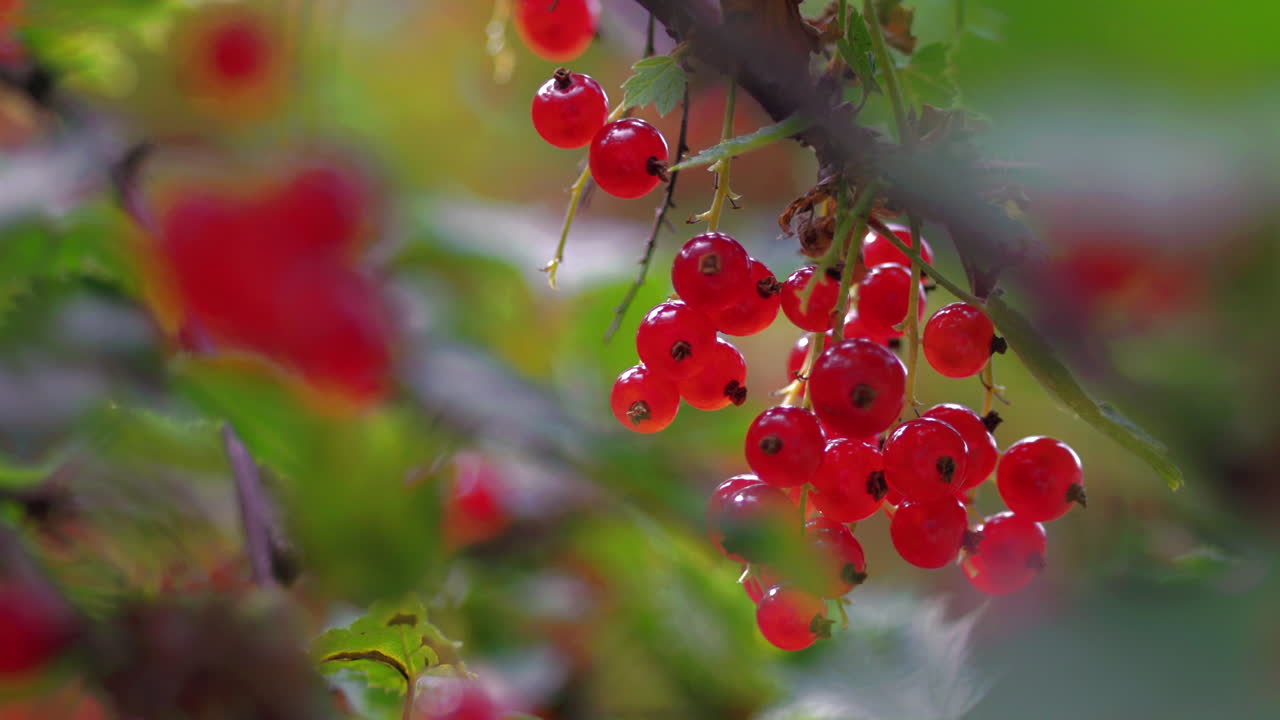 Close view of ripe and tasty Redcurrant berries in Northern Europe