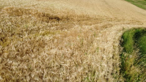 Campo-De-Cereal-De-Trigo-Agricultura-Cultivo-Paisaje-Rural-Vista-Aérea