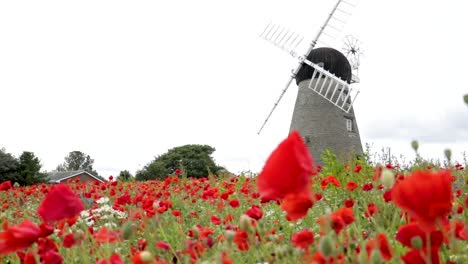 old historic windmill in a poppy field