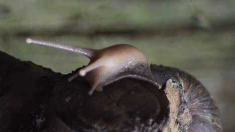 african giant snail in a terrarium - achatina fulica