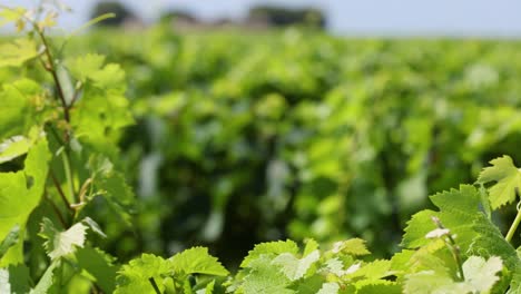 vibrant vineyard showcasing lush grapevines in bordeaux