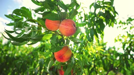 agriculture. big juicy peaches on the tree. fabulous orchard. magical sunlight. fruits ripen in the sun.