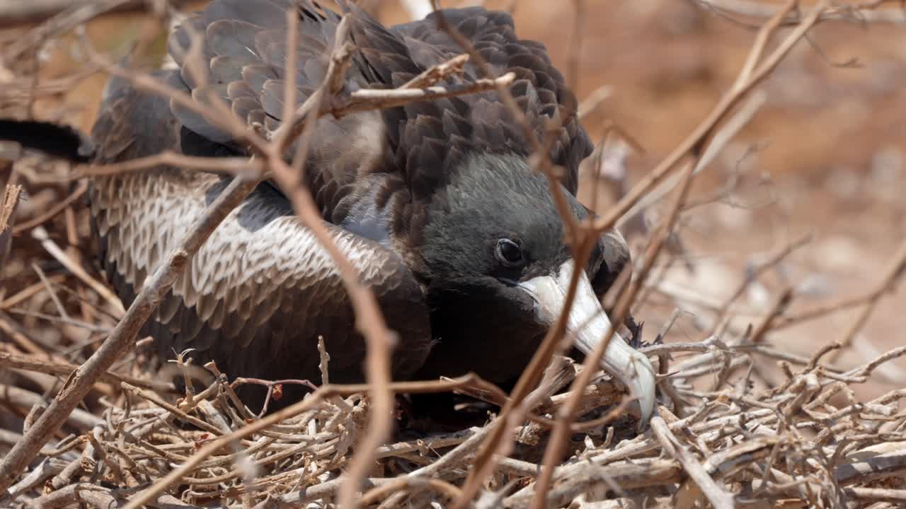 En fregatfugl sidder i et træ i læ for vinden på North Seymour Island nær Santa Cruz på Galápagosøerne