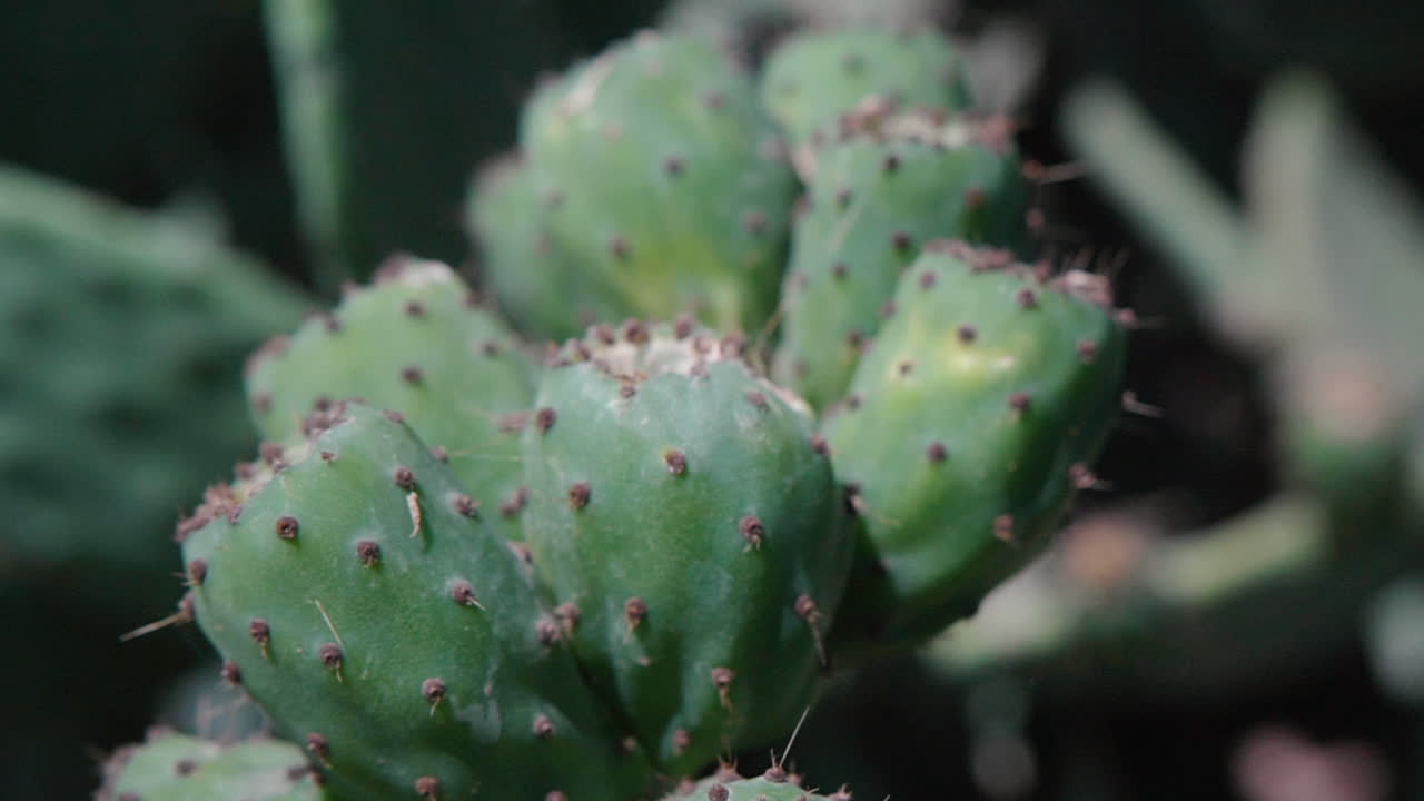 Nærbillede af grøn vild kaktusplante med figenkaktusfrugter – Detalje i slow motion