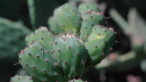 close up of green wild cactus plant with indian figs slow motion detail