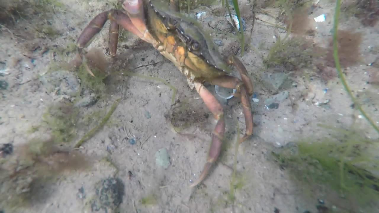 Caranguejos no Mar Báltico.